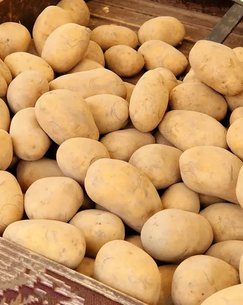 بطاطس