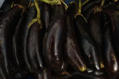 باذنجان